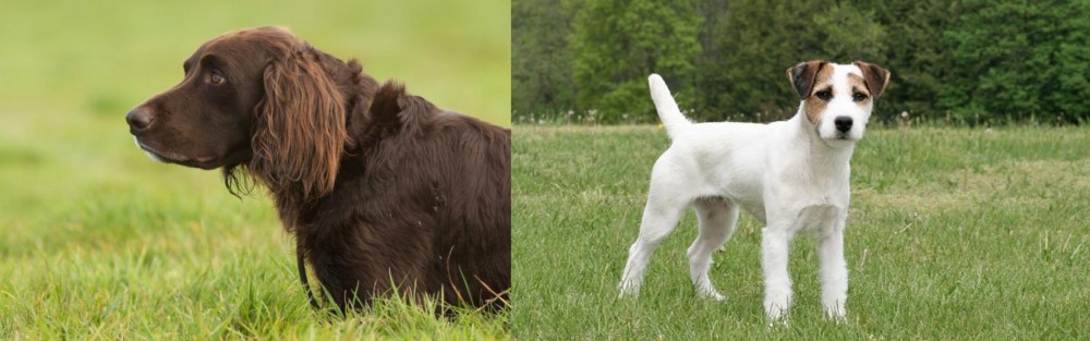 Jack Russell Terrier vs German Longhaired Pointer - Breed Comparison