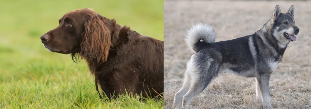 Jamthund vs German Longhaired Pointer - Breed Comparison