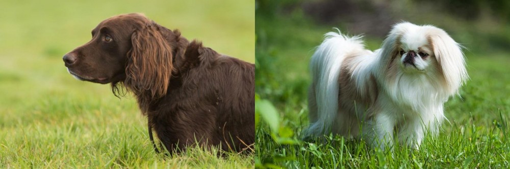 Japanese Chin vs German Longhaired Pointer - Breed Comparison