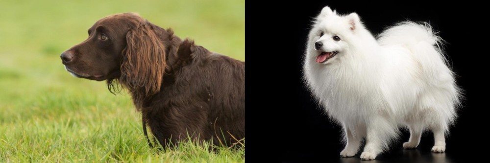 Japanese Spitz vs German Longhaired Pointer - Breed Comparison