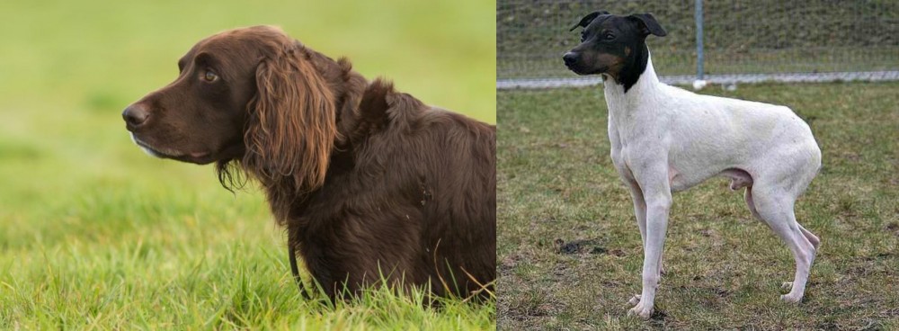 Japanese Terrier vs German Longhaired Pointer - Breed Comparison