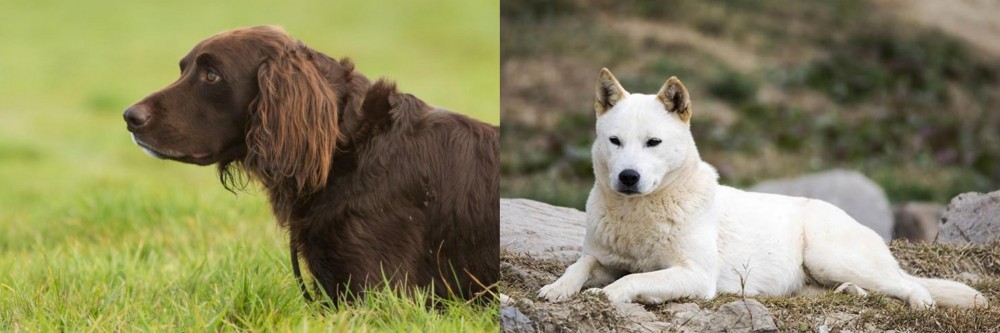 Jindo vs German Longhaired Pointer - Breed Comparison