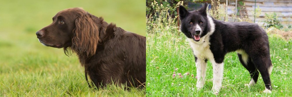 Karelian Bear Dog vs German Longhaired Pointer - Breed Comparison