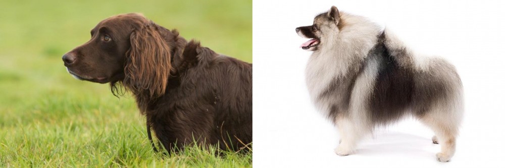 Keeshond vs German Longhaired Pointer - Breed Comparison