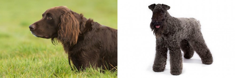 Kerry Blue Terrier vs German Longhaired Pointer - Breed Comparison