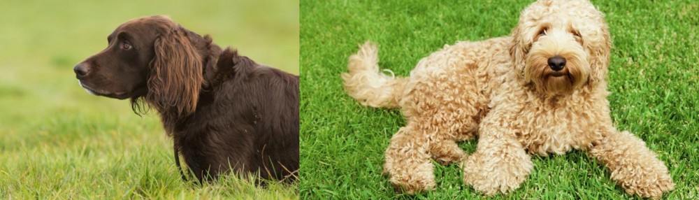 Labradoodle vs German Longhaired Pointer - Breed Comparison