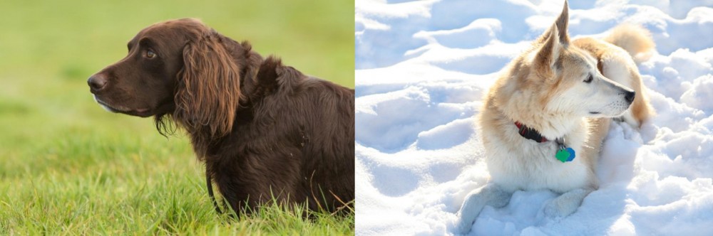Labrador Husky vs German Longhaired Pointer - Breed Comparison