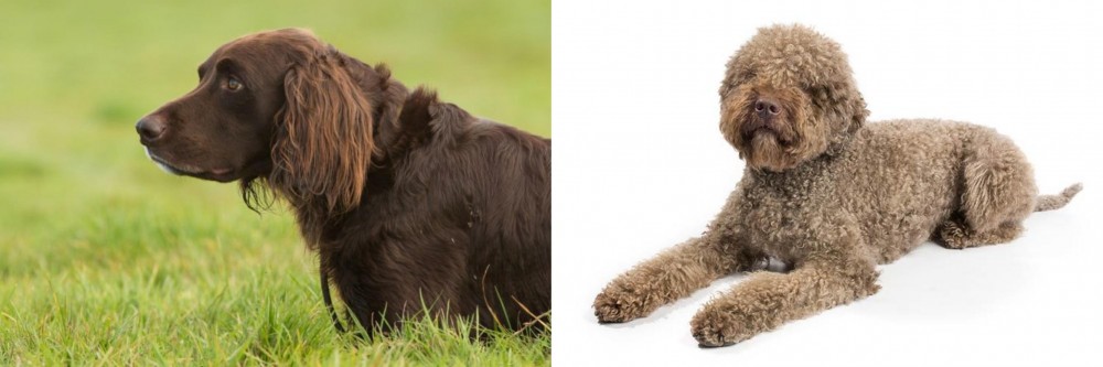 Lagotto Romagnolo vs German Longhaired Pointer - Breed Comparison