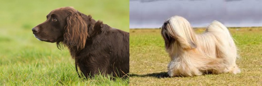 Lhasa Apso vs German Longhaired Pointer - Breed Comparison