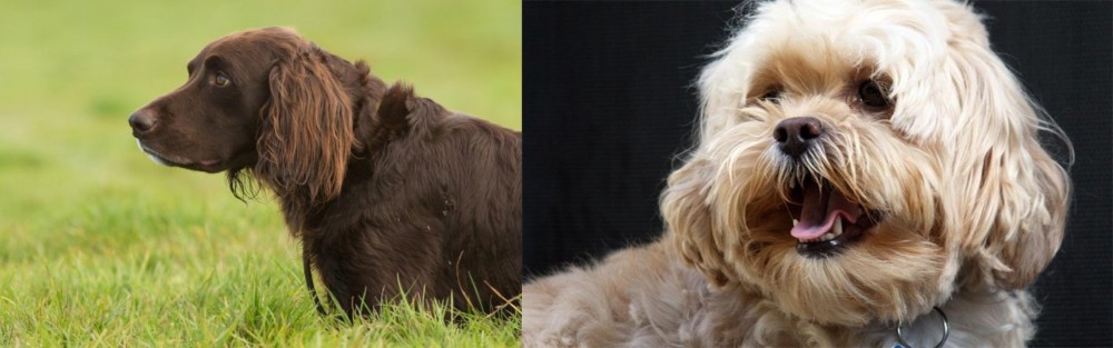 Lhasapoo vs German Longhaired Pointer - Breed Comparison