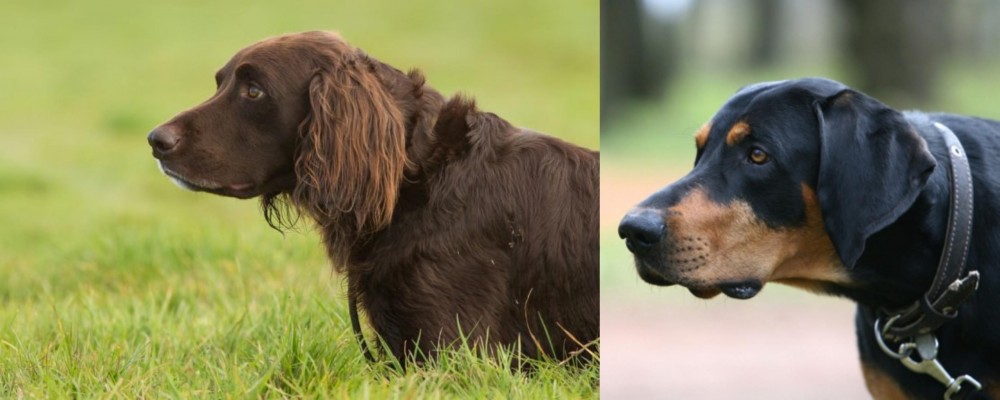Lithuanian Hound vs German Longhaired Pointer - Breed Comparison