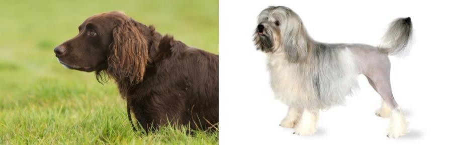 Lowchen vs German Longhaired Pointer - Breed Comparison