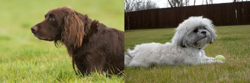 Mal-Shi vs German Longhaired Pointer - Breed Comparison