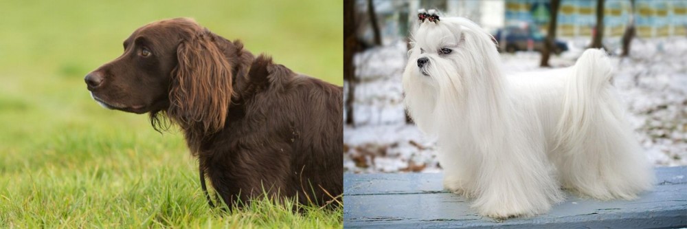 Maltese vs German Longhaired Pointer - Breed Comparison