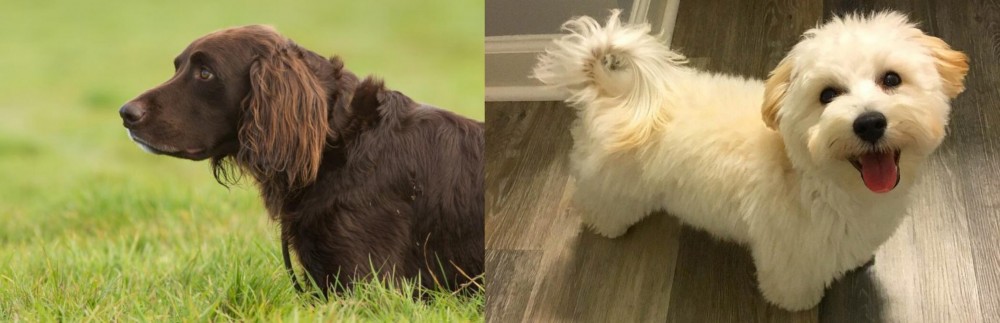 Maltipoo vs German Longhaired Pointer - Breed Comparison