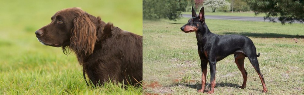 Manchester Terrier vs German Longhaired Pointer - Breed Comparison