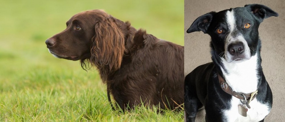 McNab vs German Longhaired Pointer - Breed Comparison