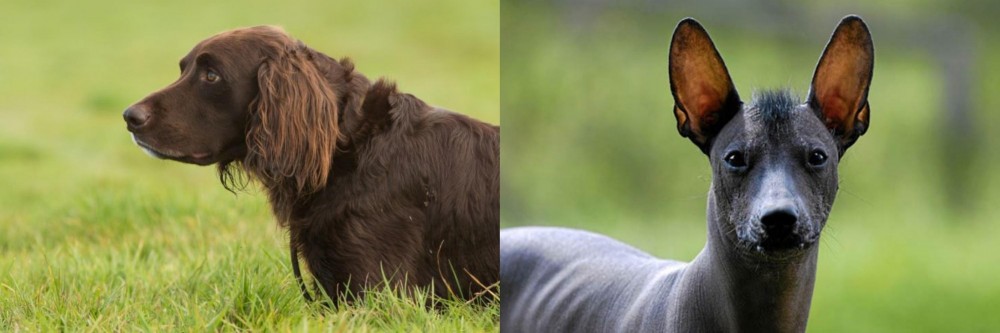 Mexican Hairless vs German Longhaired Pointer - Breed Comparison