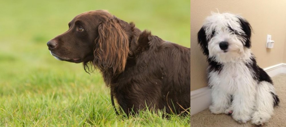 Mini Sheepadoodles vs German Longhaired Pointer - Breed Comparison