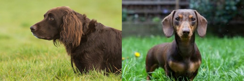 Miniature Dachshund vs German Longhaired Pointer - Breed Comparison