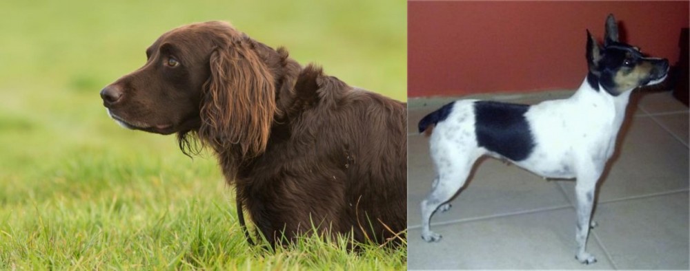 Miniature Fox Terrier vs German Longhaired Pointer - Breed Comparison