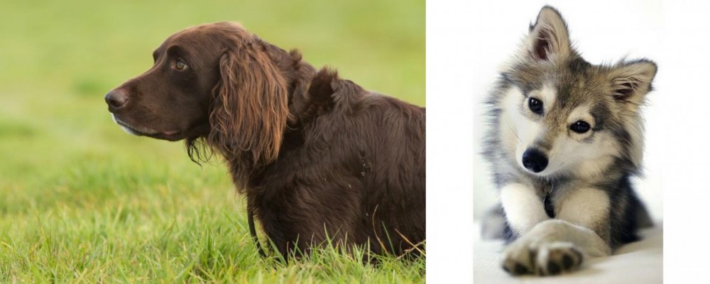 Miniature Siberian Husky vs German Longhaired Pointer - Breed Comparison