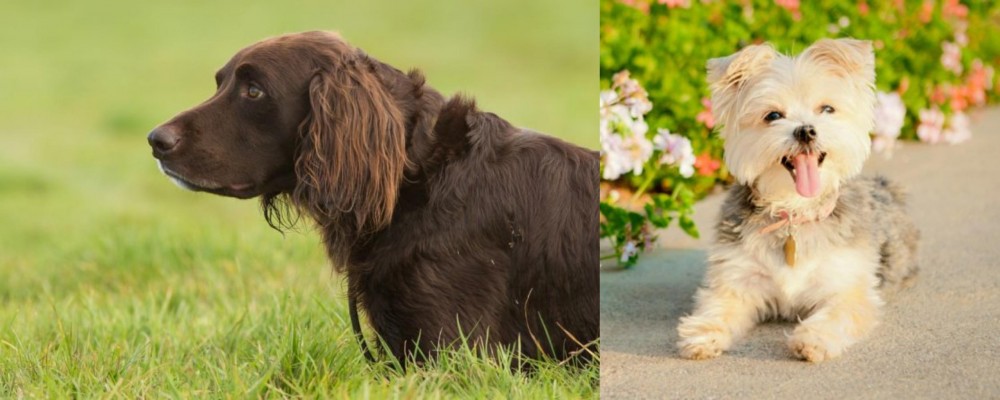Morkie vs German Longhaired Pointer - Breed Comparison