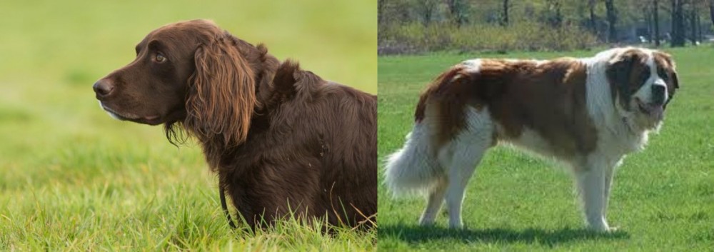 Moscow Watchdog vs German Longhaired Pointer - Breed Comparison