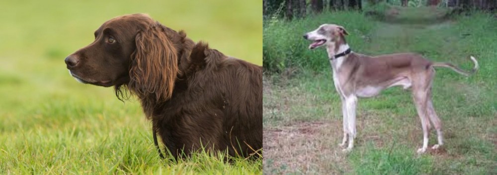 Mudhol Hound vs German Longhaired Pointer - Breed Comparison