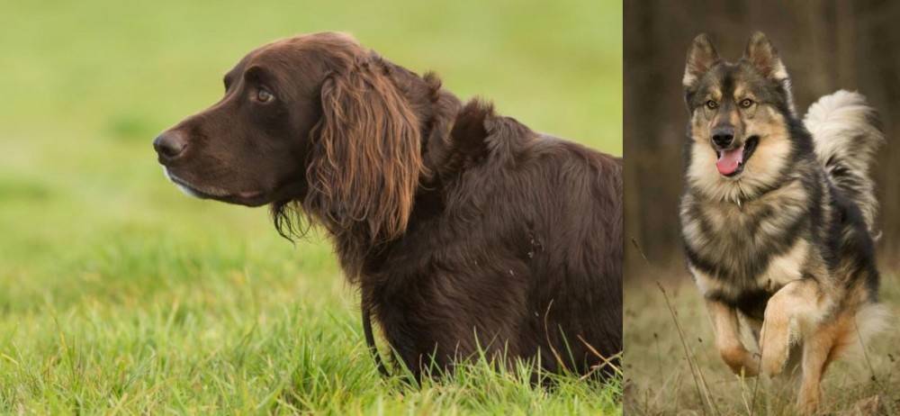 Native American Indian Dog vs German Longhaired Pointer - Breed Comparison