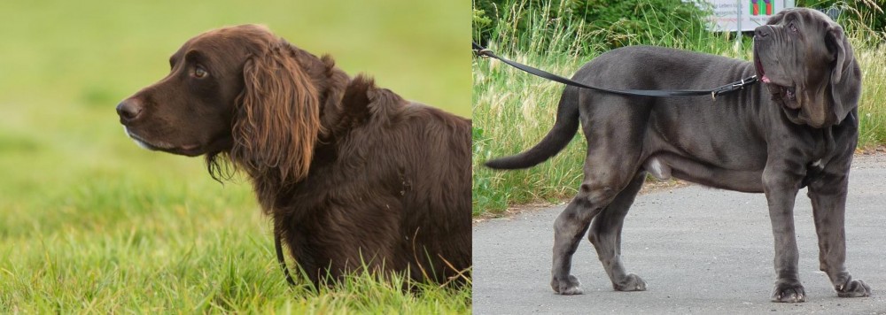 Neapolitan Mastiff vs German Longhaired Pointer - Breed Comparison