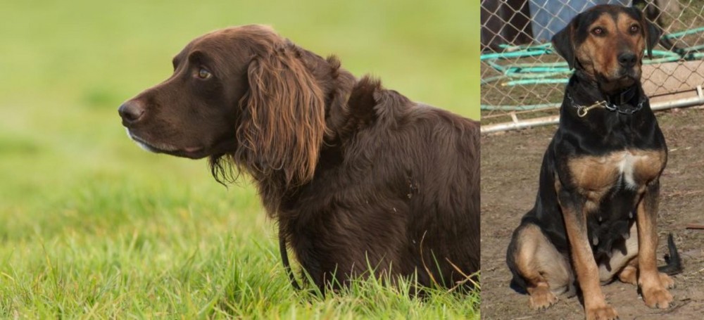 New Zealand Huntaway vs German Longhaired Pointer - Breed Comparison