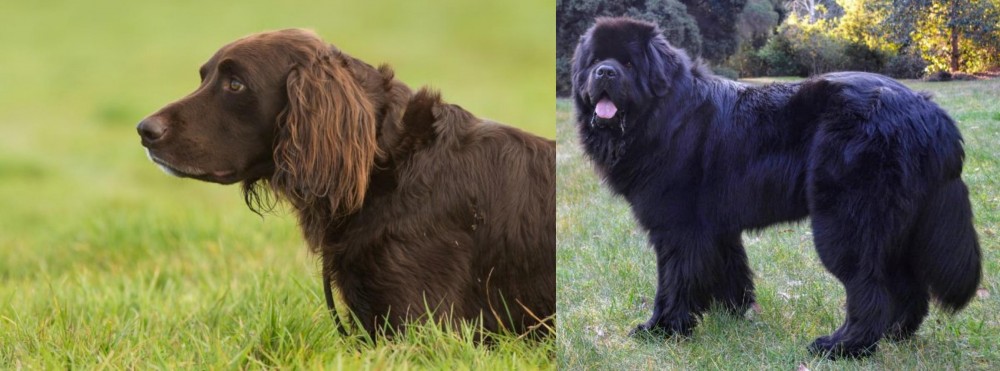 Newfoundland Dog vs German Longhaired Pointer - Breed Comparison