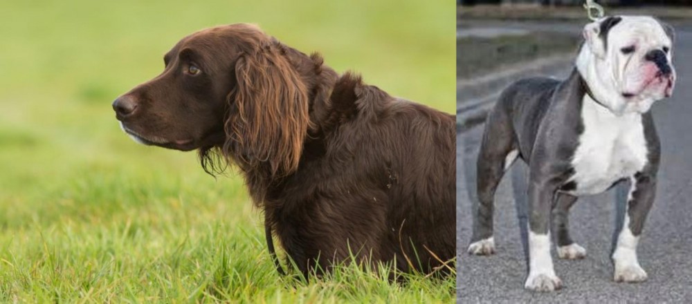 Old English Bulldog vs German Longhaired Pointer - Breed Comparison