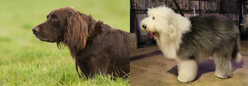 Old English Sheepdog vs German Longhaired Pointer - Breed Comparison