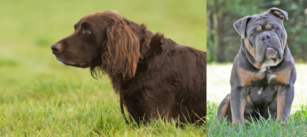 Olde English Bulldogge vs German Longhaired Pointer - Breed Comparison