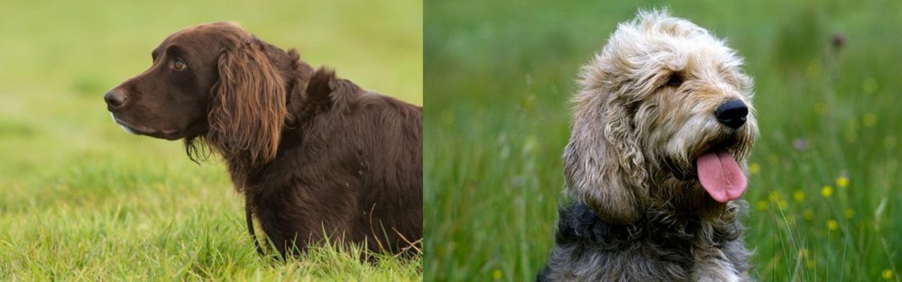 Otterhound vs German Longhaired Pointer - Breed Comparison