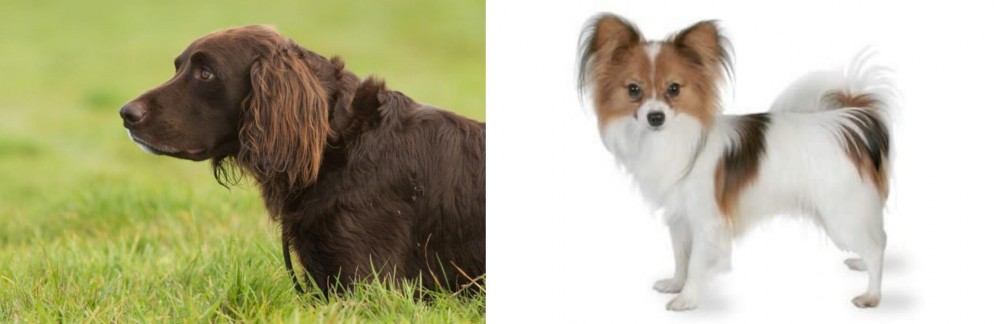 Papillon vs German Longhaired Pointer - Breed Comparison