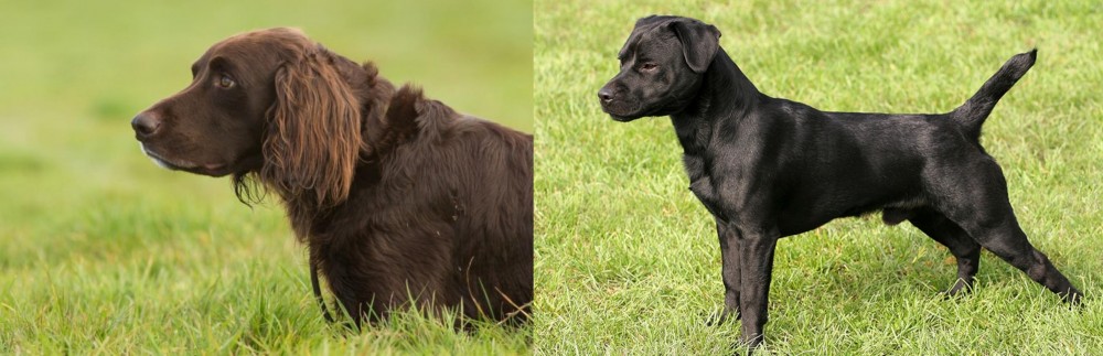 Patterdale Terrier vs German Longhaired Pointer - Breed Comparison