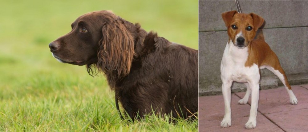 Plummer Terrier vs German Longhaired Pointer - Breed Comparison