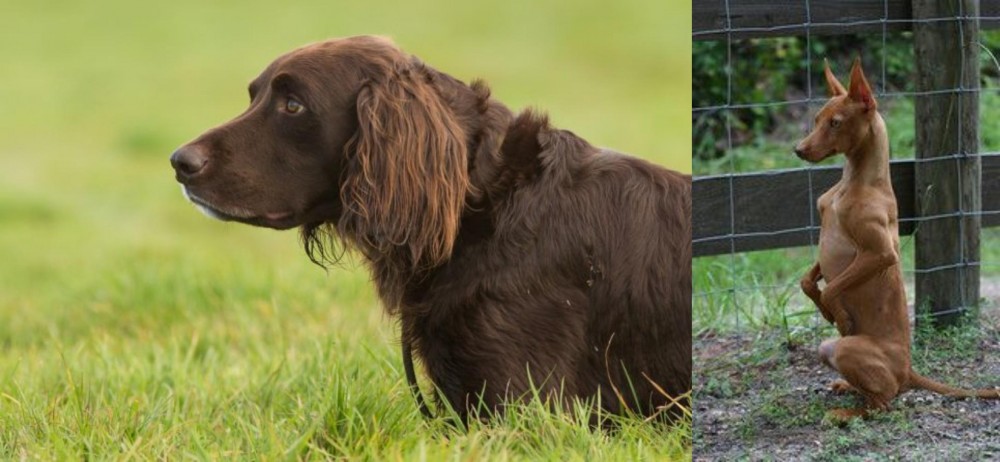 Podenco Andaluz vs German Longhaired Pointer - Breed Comparison