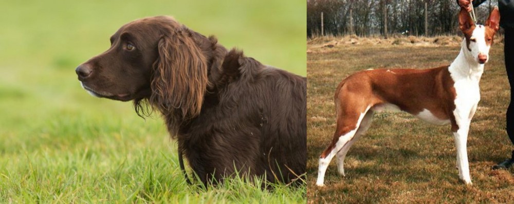 Podenco Canario vs German Longhaired Pointer - Breed Comparison