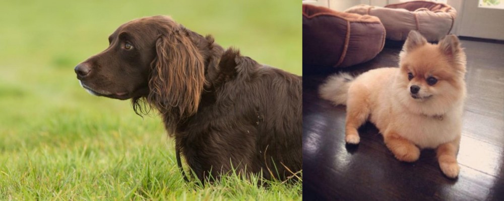Pomeranian vs German Longhaired Pointer - Breed Comparison