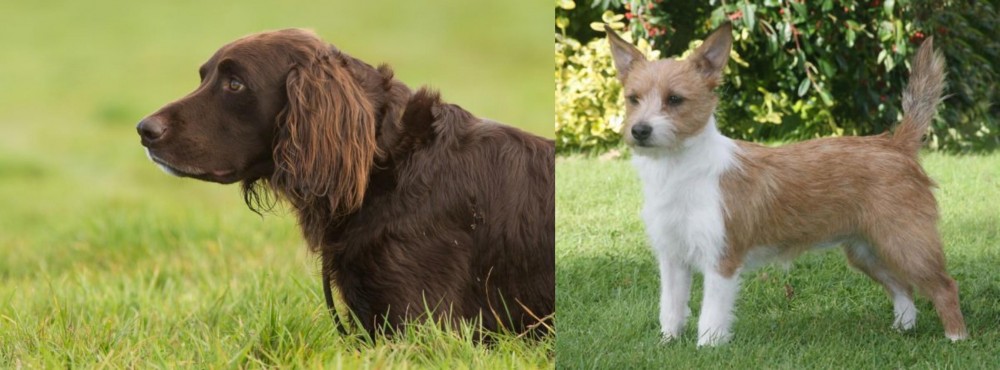 Portuguese Podengo vs German Longhaired Pointer - Breed Comparison