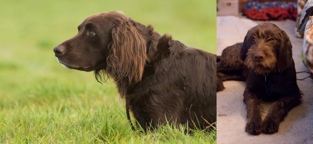 Pudelpointer vs German Longhaired Pointer - Breed Comparison