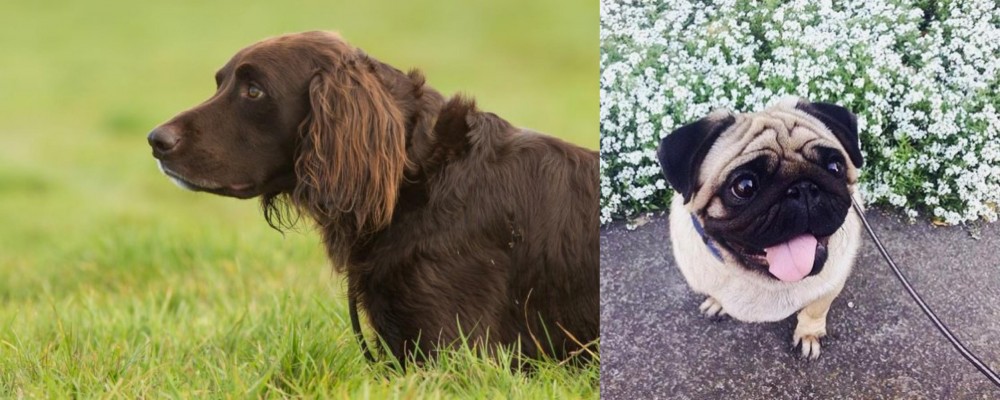 Pug vs German Longhaired Pointer - Breed Comparison