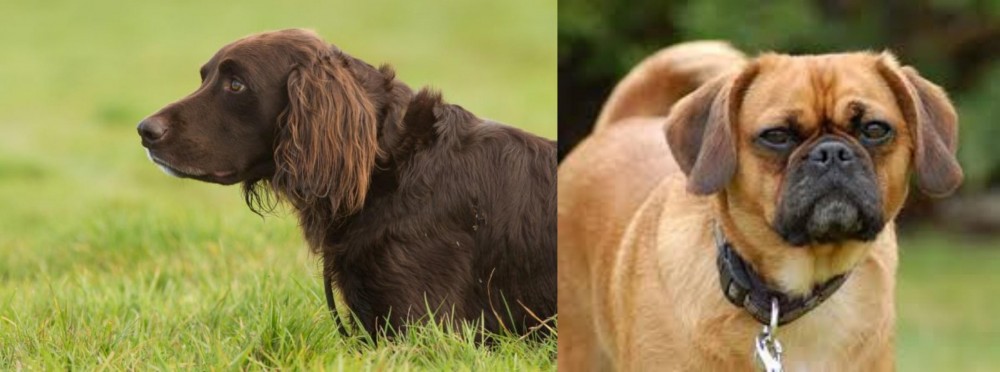 Pugalier vs German Longhaired Pointer - Breed Comparison