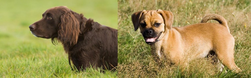 Puggle vs German Longhaired Pointer - Breed Comparison