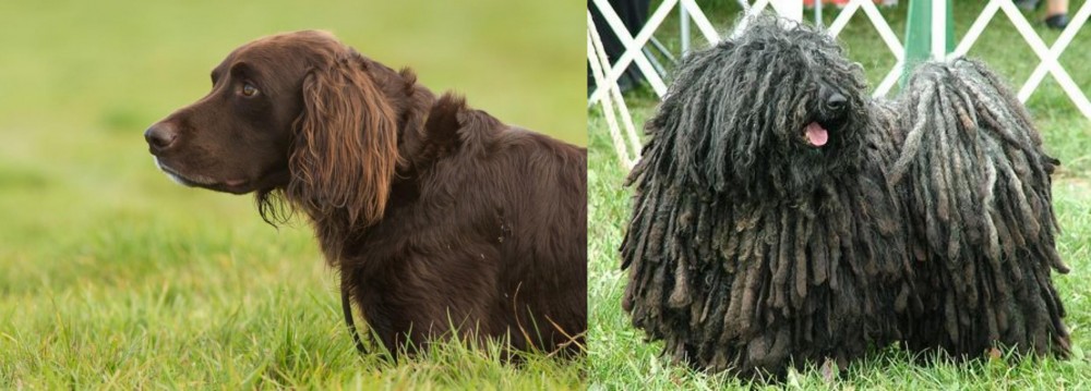 Puli vs German Longhaired Pointer - Breed Comparison