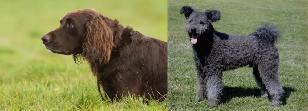 Pumi vs German Longhaired Pointer - Breed Comparison